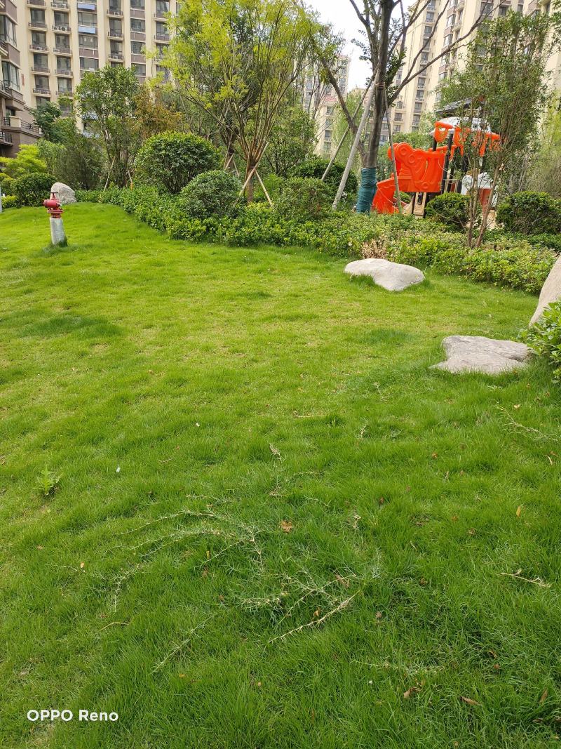 高羊茅草坪种子护坡种子堤坝河岸护坡种子高速路小区学校绿化