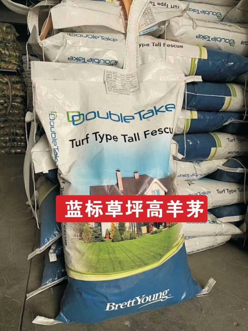 高羊茅草坪种子护坡种子堤坝河岸护坡种子高速路小区学校绿化