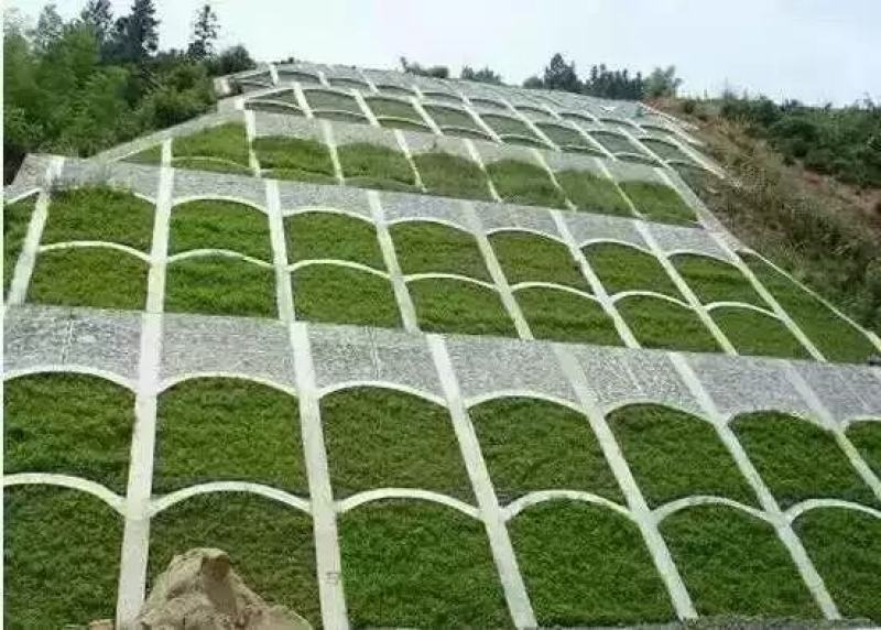 高羊茅草坪种子护坡种子堤坝河岸护坡种子高速路小区学校绿化