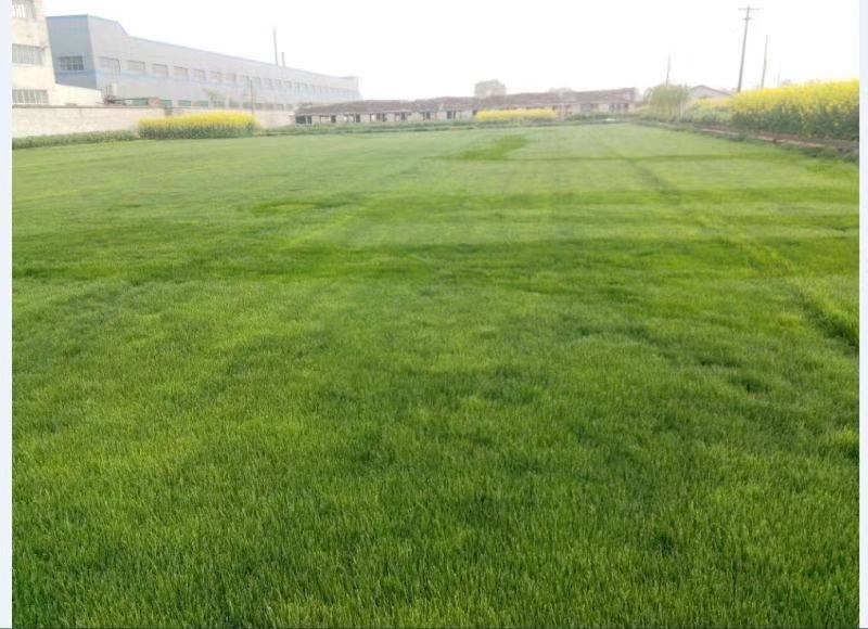 高羊茅草坪种子护坡种子堤坝河岸护坡种子高速路小区学校绿化