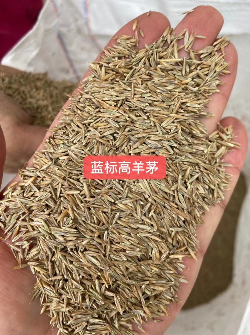 高羊茅草坪种子护坡种子堤坝河岸护坡种子高速路小区学校绿化