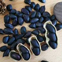 生熟黑花生富硒黑花生农家自产晒干带壳黑花生可以做种
