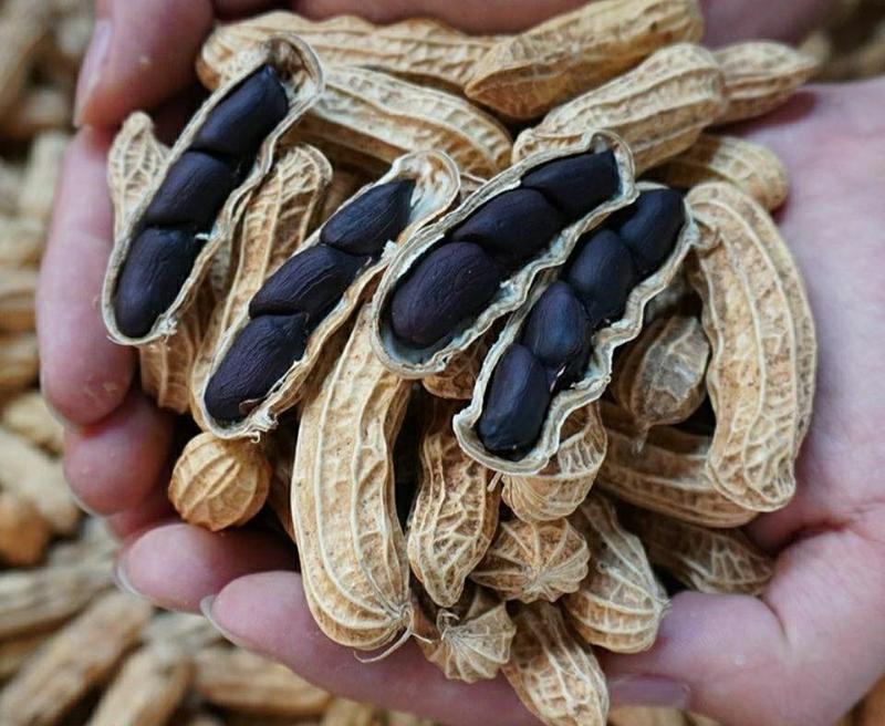 生熟黑花生富硒黑花生农家自产晒干带壳黑花生可以做种