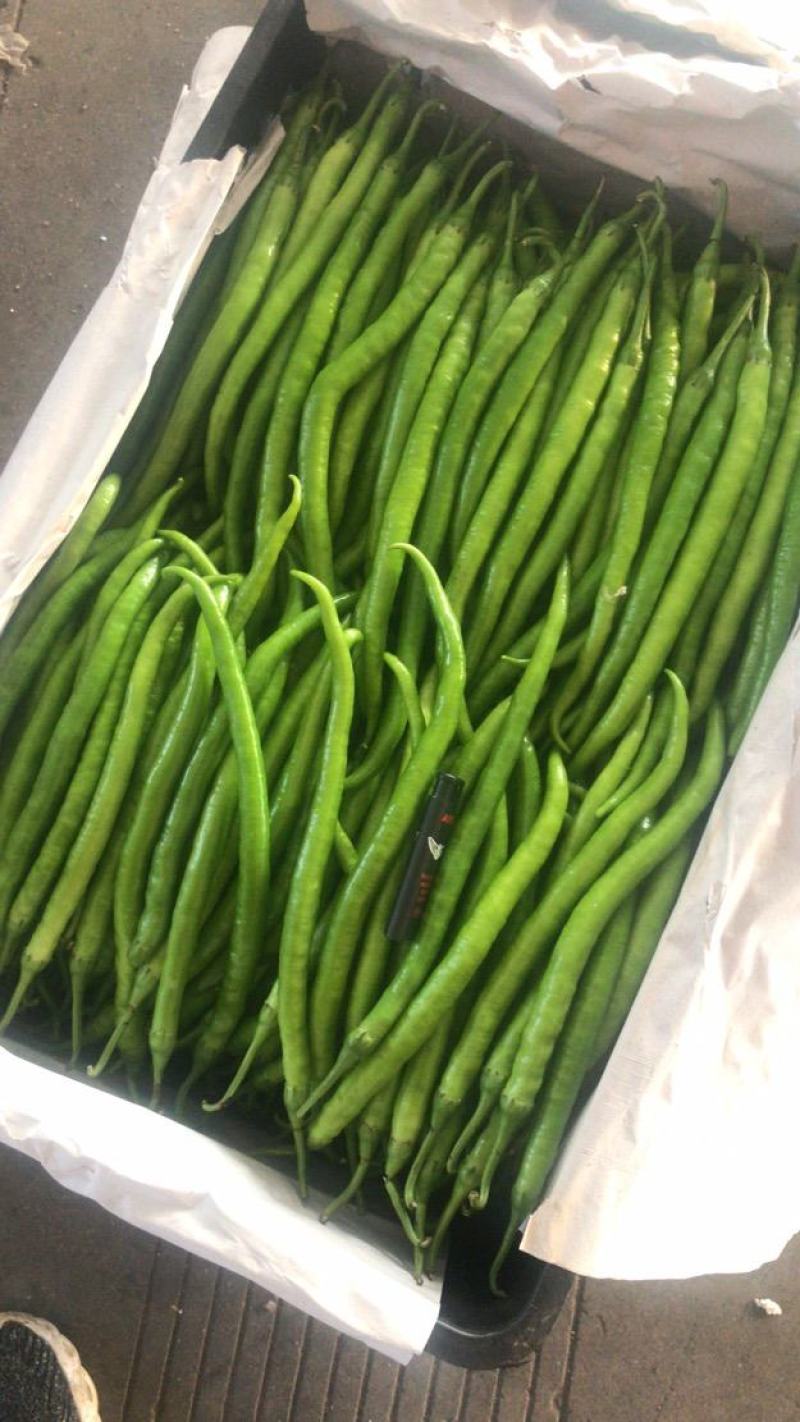 鲜辣椒二荆条质量如图大把货源