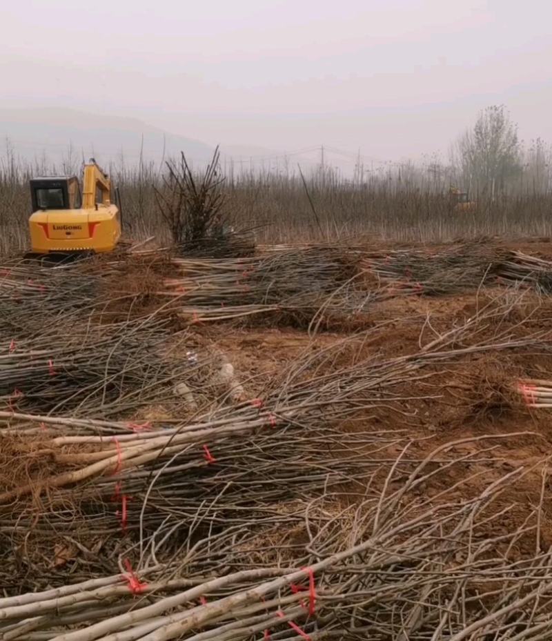 苗木种苗，核桃苗，核桃树苗，占地果树苗，工程苗。早实薄皮