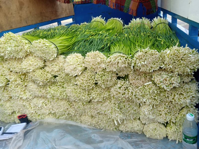 蒜苔大量上市，支持冰车，代装，