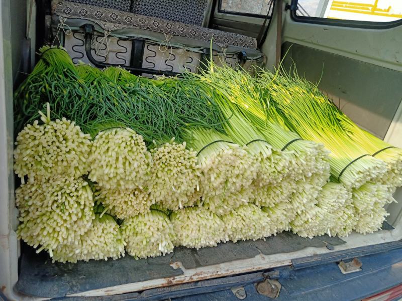 蒜苔大量上市，支持冰车，代装，