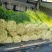 蒜苔大量上市，支持冰车，代装，