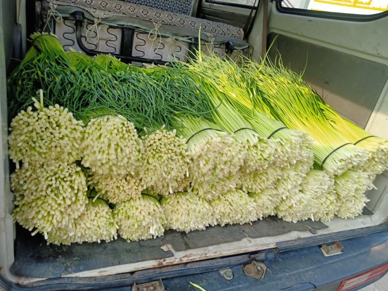 蒜苔大量上市，支持冰车，代装，