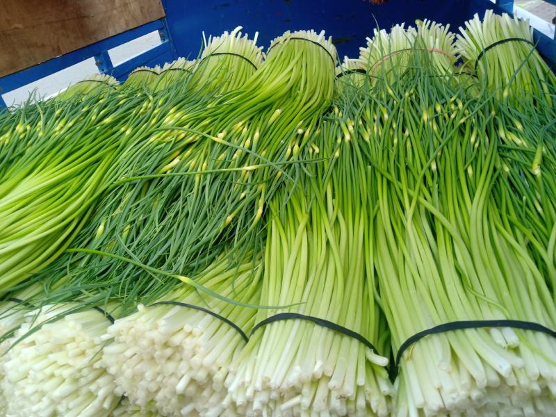 蒜苔大量上市，支持冰车，代装，