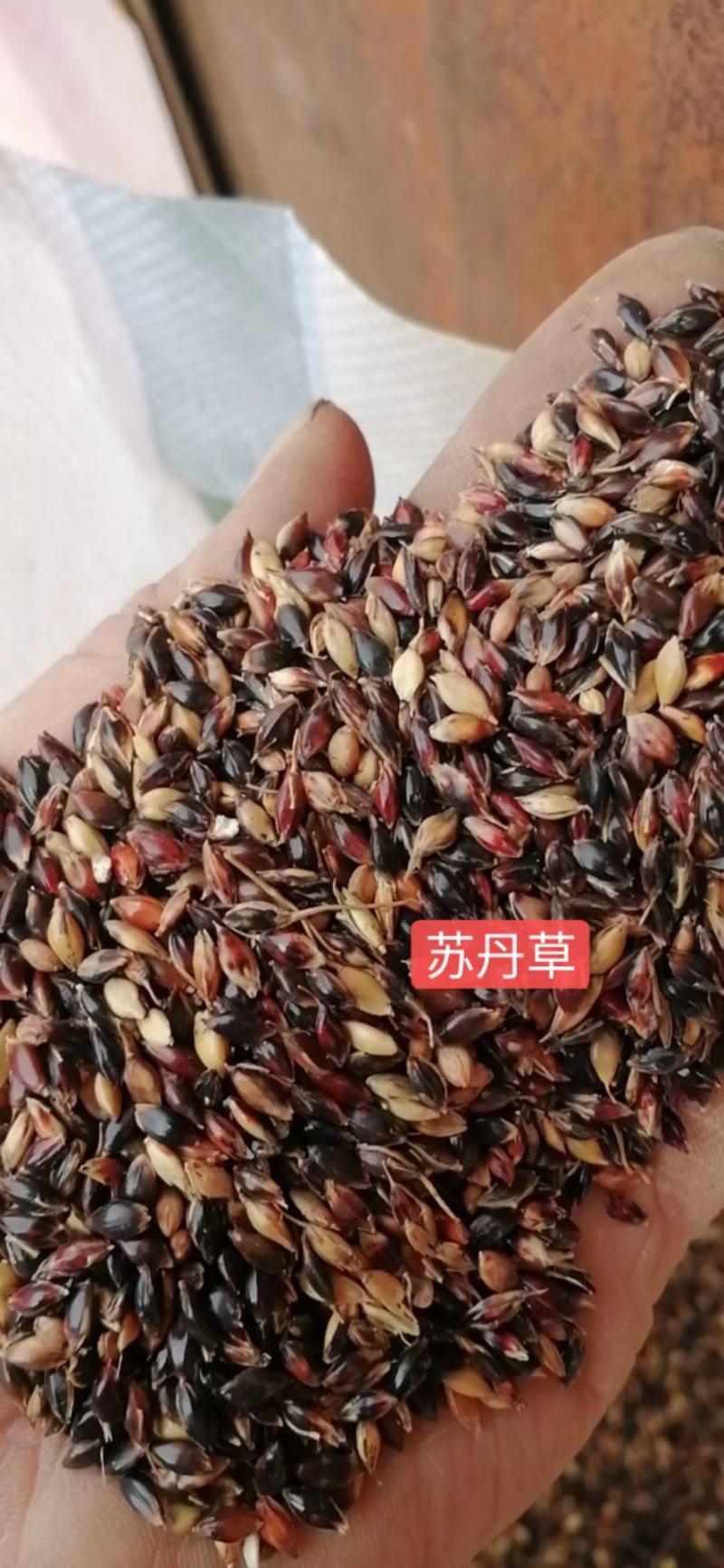 苏丹草种子养牛草籽养羊牧草种子养鱼牧草种子