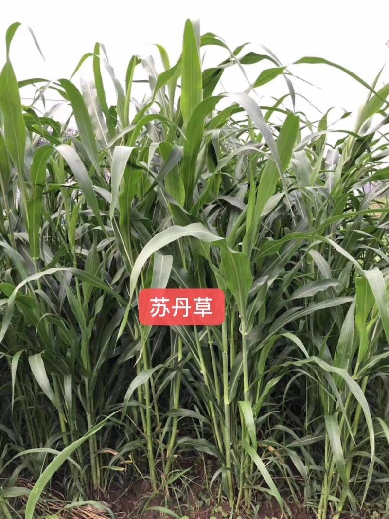 苏丹草种子养牛草籽养羊牧草种子养鱼牧草种子