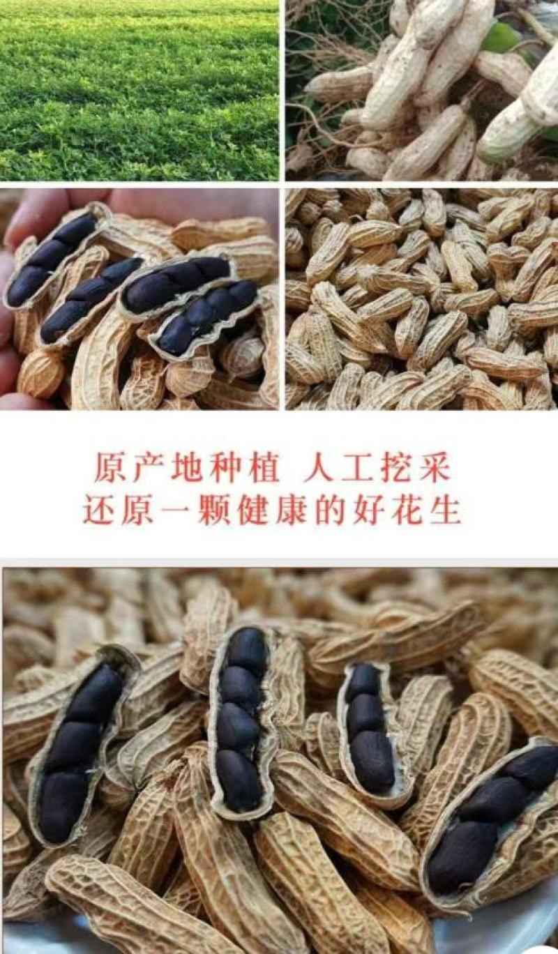 生熟黑花生农家自产晒干带壳黑花生营养美味爽口可做种