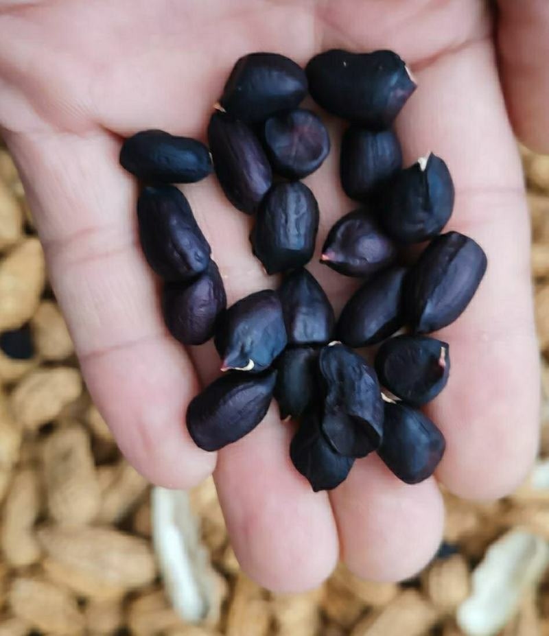 生熟黑花生农家自产晒干带壳黑花生营养美味爽口可做种