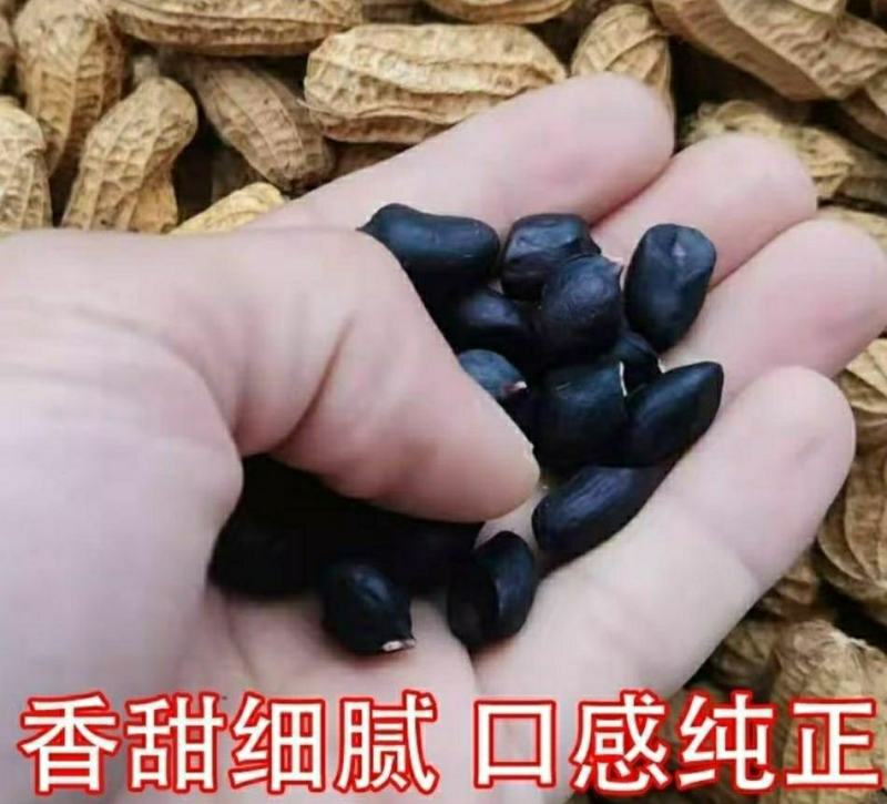 生熟黑花生农家自产晒干带壳黑花生营养美味爽口可做种