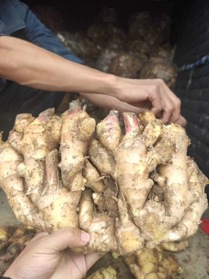 山东生姜，红芽姜。辛辣味足，商超电商，产地直发货源充足