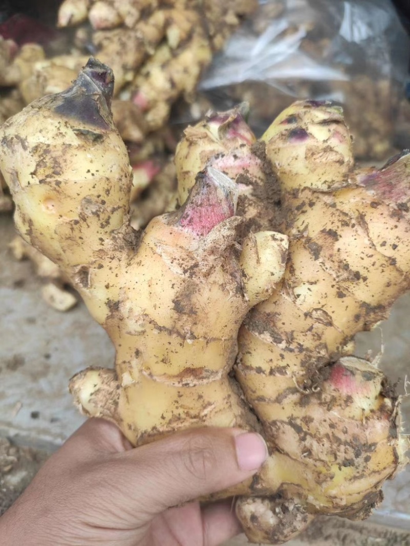 山东生姜，红芽姜。辛辣味足，商超电商，产地直发货源充足