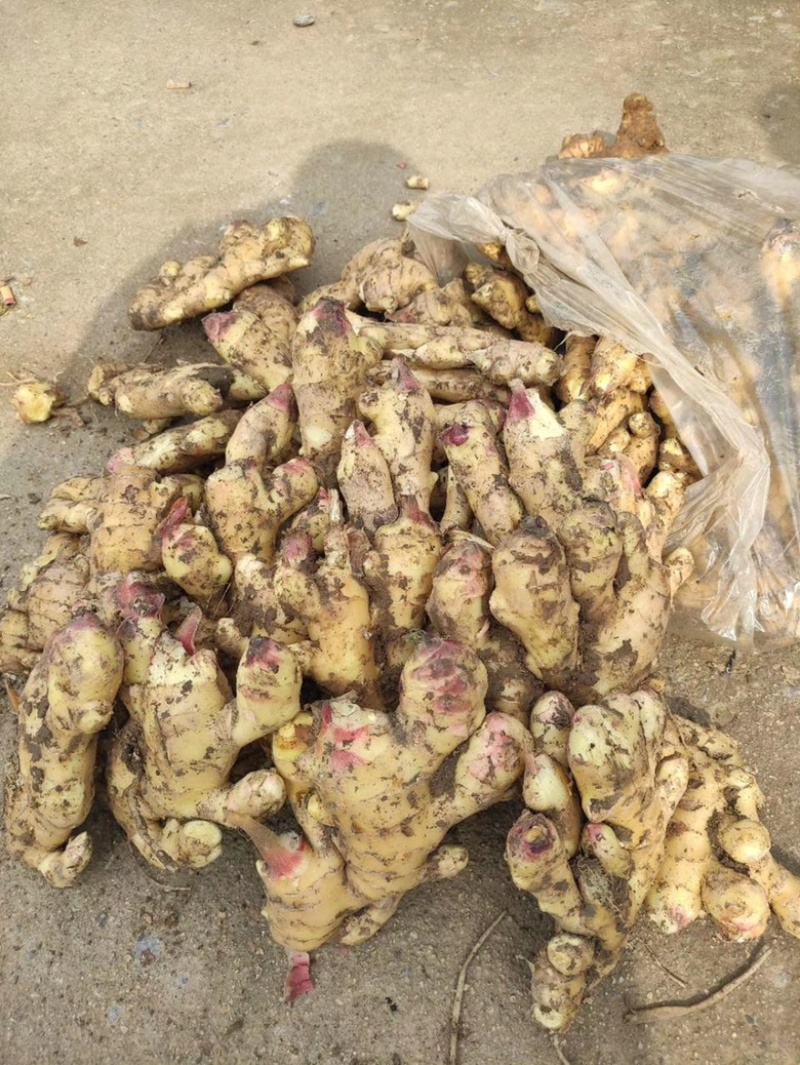 山东生姜，红芽姜。辛辣味足，商超电商，产地直发货源充足