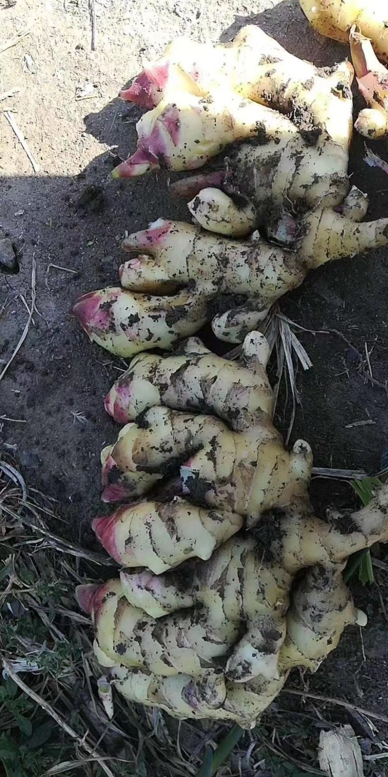 山东生姜，红芽姜。辛辣味足，商超电商，产地直发货源充足