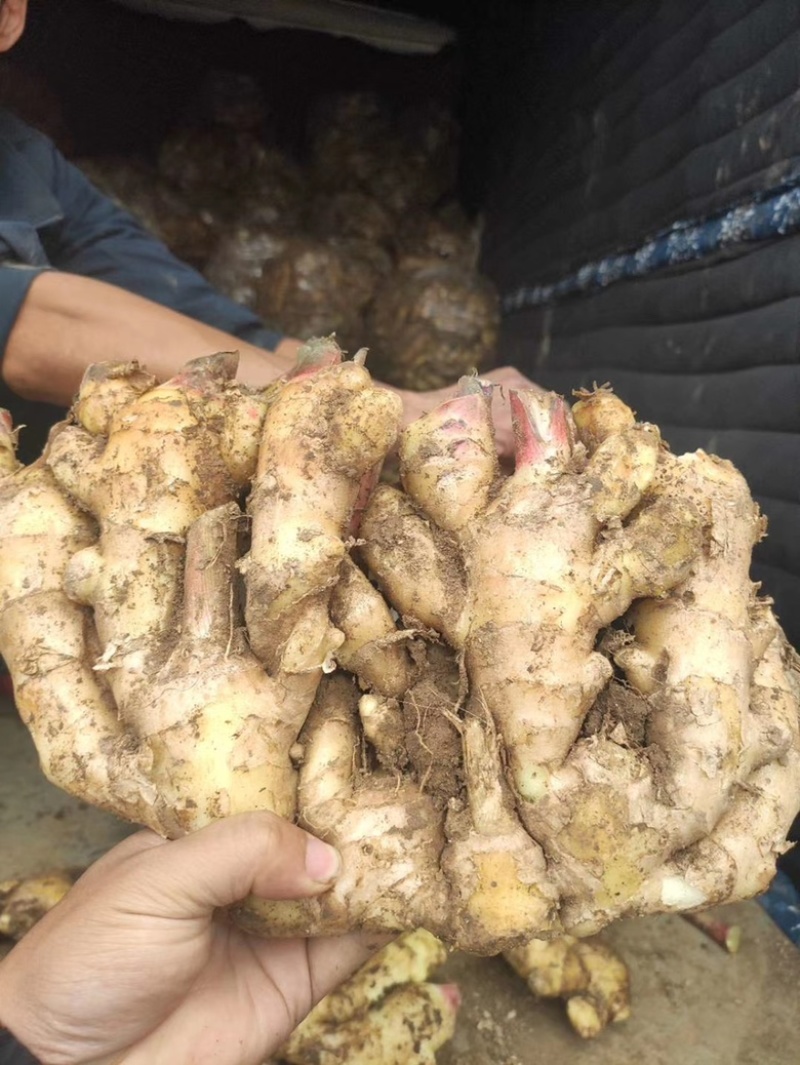 山东生姜，红芽姜。辛辣味足，商超电商，产地直发货源充足