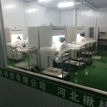 组培金丝楸，组培耐寒苗，
