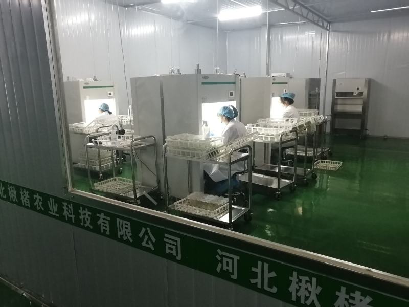 组培金丝楸，组培耐寒苗，