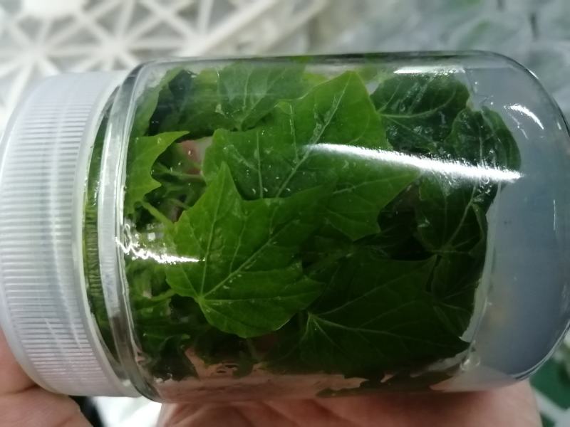 组培金丝楸，组培耐寒苗，