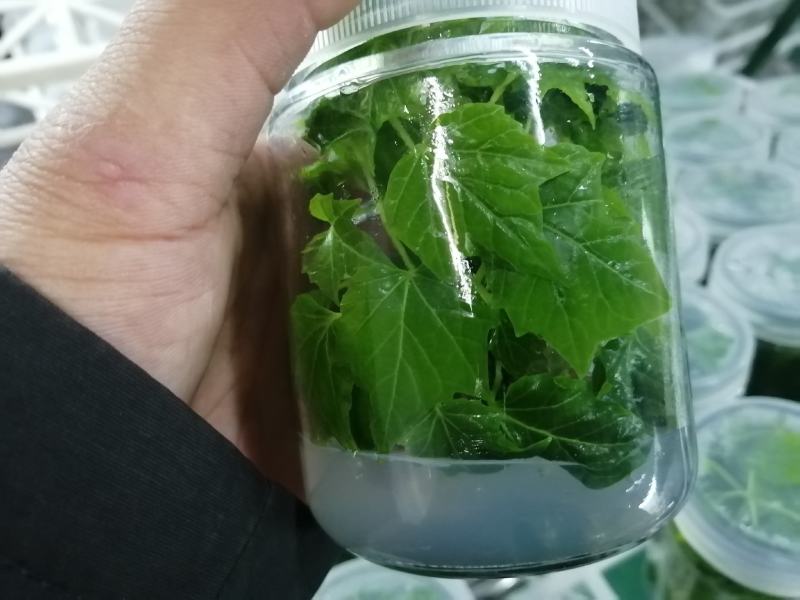 组培金丝楸，组培耐寒苗，