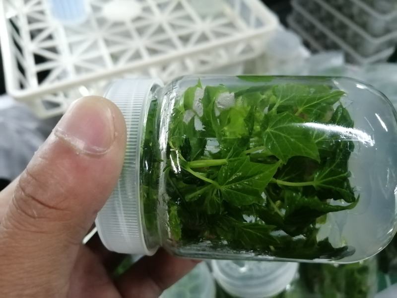 组培金丝楸，组培耐寒苗，
