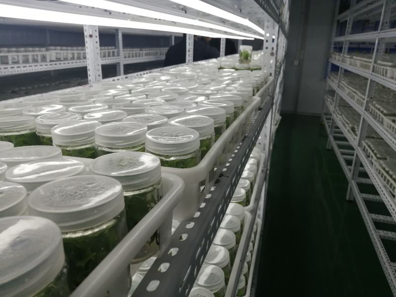 组培金丝楸，组培耐寒苗，