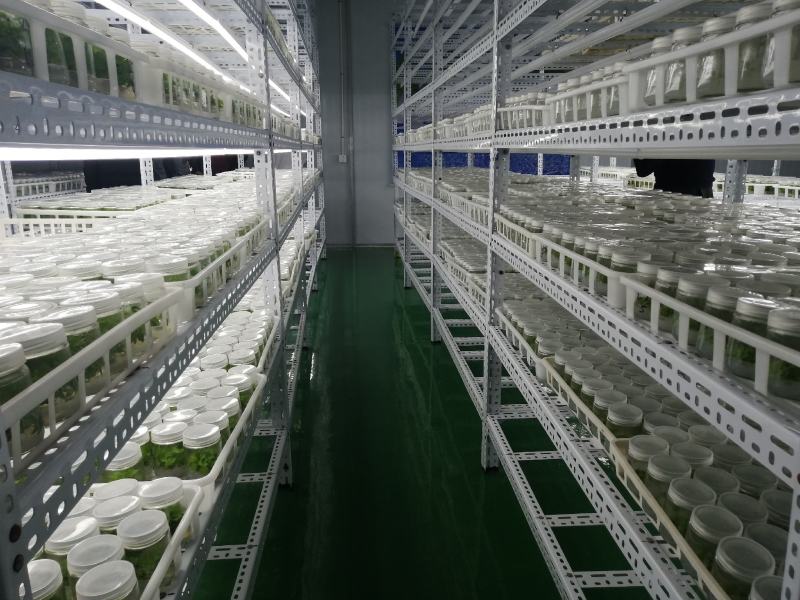 组培金丝楸，组培耐寒苗，