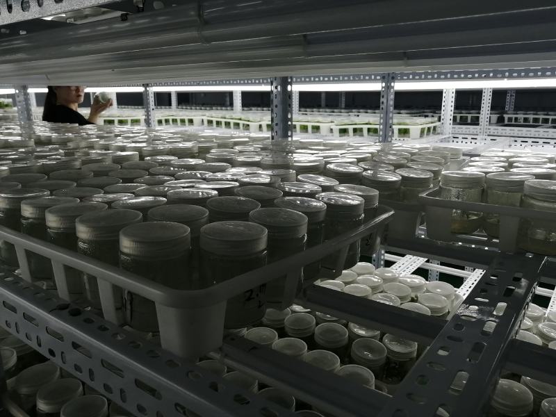 组培金丝楸，组培耐寒苗，