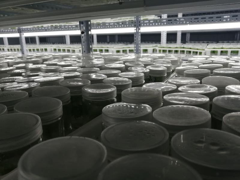 组培金丝楸，组培耐寒苗，