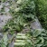 【热】四川青皮莴笋青皮青肉无空心大量低价现砍现发包走车
