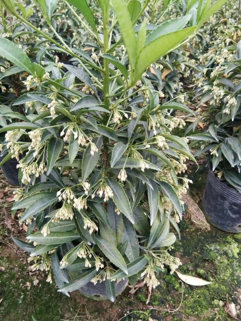 富贵籽富贵子盆栽金玉满堂黄金万两带果花卉植物室内盆景四季