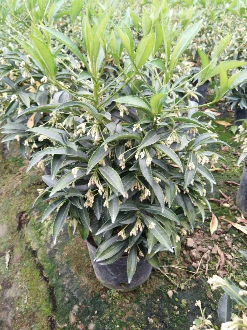 富贵籽富贵子盆栽金玉满堂黄金万两带果花卉植物室内盆景四季