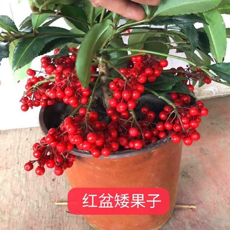 富贵籽富贵子盆栽金玉满堂黄金万两带果花卉植物室内盆景四季