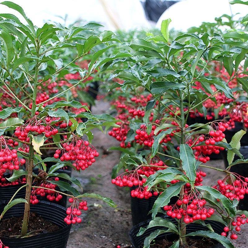 富贵籽富贵子盆栽金玉满堂黄金万两带果花卉植物室内盆景四季
