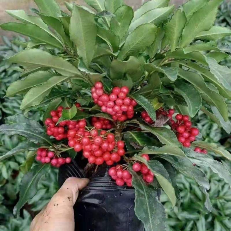富贵籽富贵子盆栽金玉满堂黄金万两带果花卉植物室内盆景四季