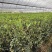 富贵籽富贵子盆栽金玉满堂黄金万两带果花卉植物室内盆景四季