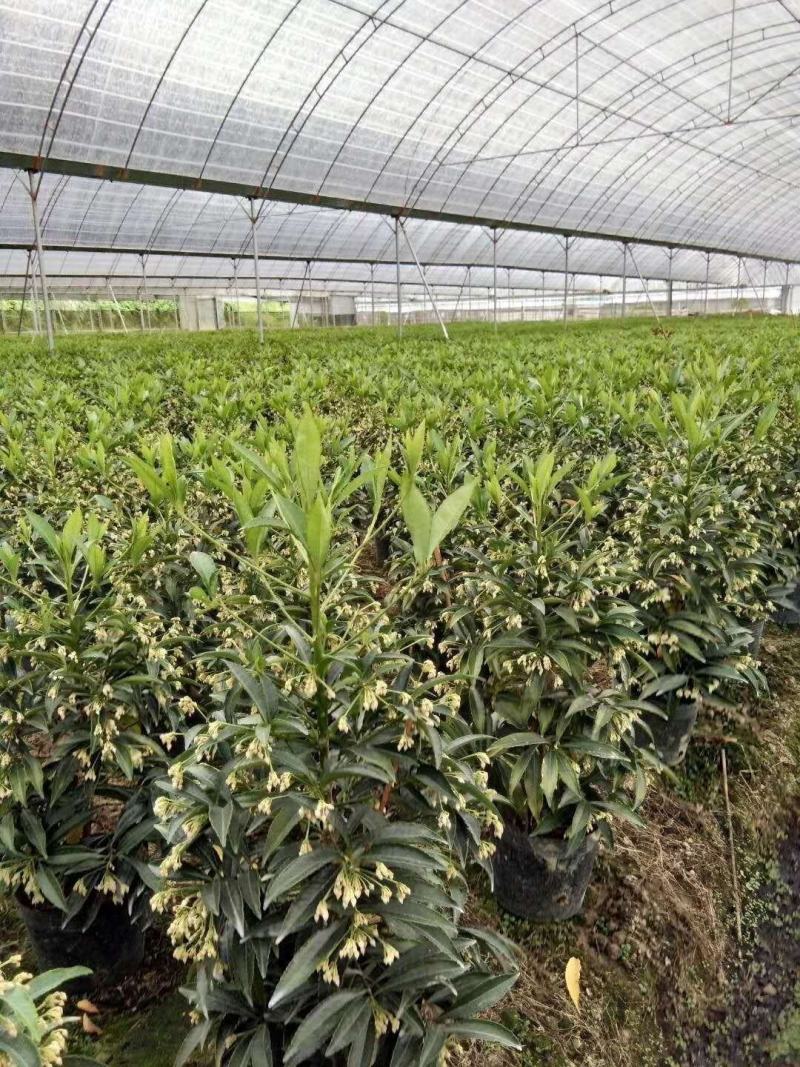 富贵籽富贵子盆栽金玉满堂黄金万两带果花卉植物室内盆景四季