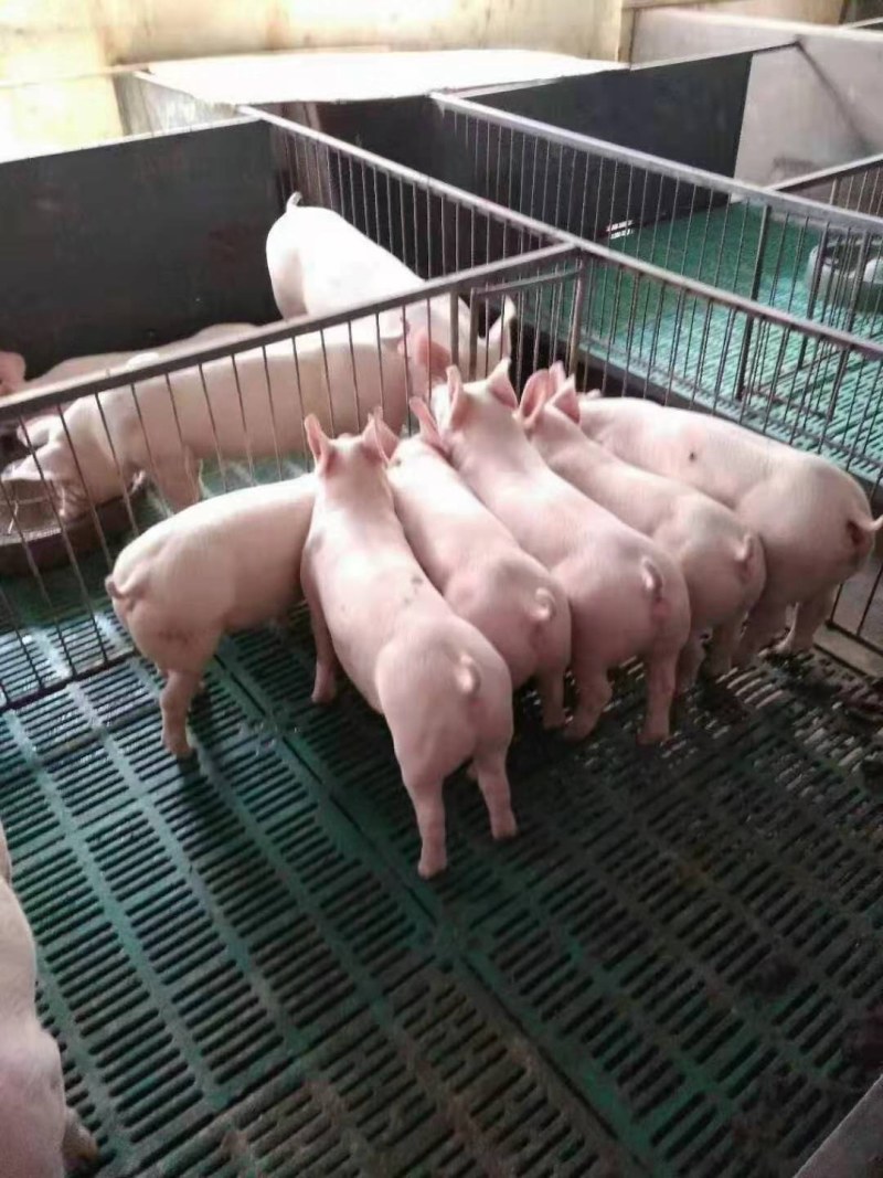 湖南大型养殖场优良三元仔猪防疫到位专业运输车送货