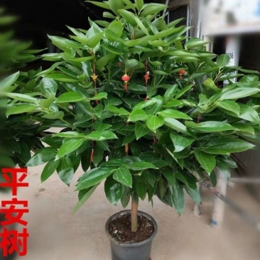 平安树室内客厅盆栽小苗四季常青绿植物吸甲醛净化空气