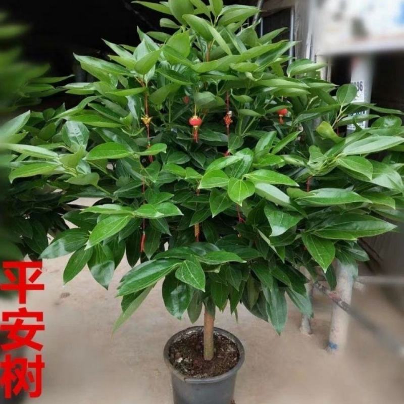 平安树室内客厅盆栽小苗四季常青绿植物吸甲醛净化空气
