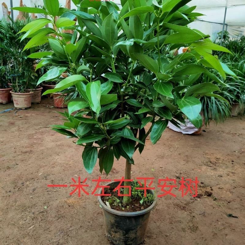 平安树室内客厅盆栽小苗四季常青绿植物吸甲醛净化空气