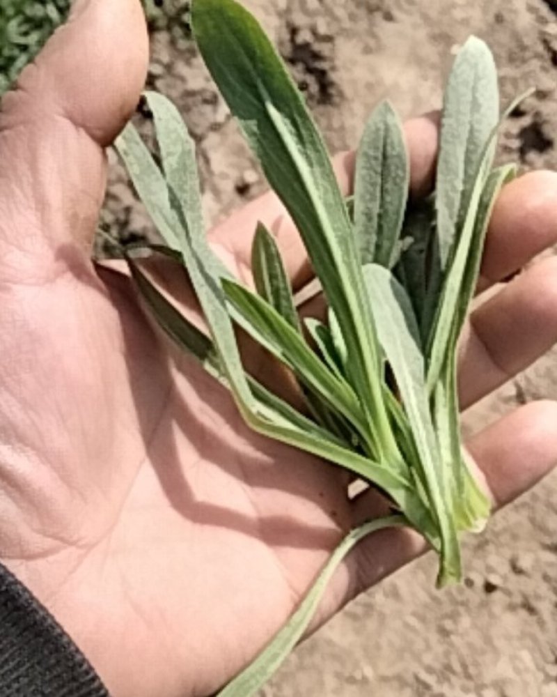 面条菜野菜量大质量好