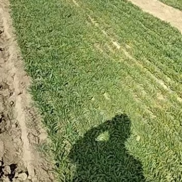 面条菜野菜量大质量好