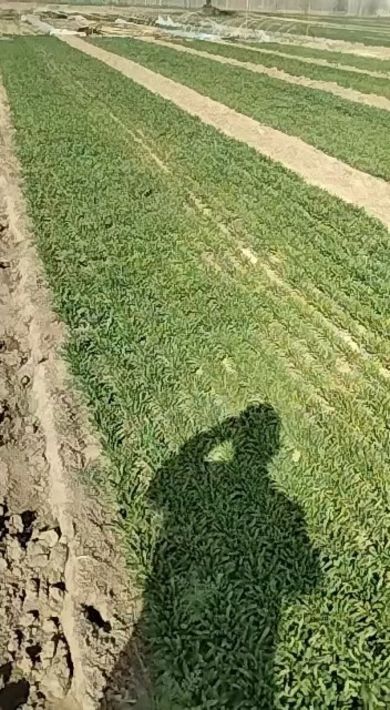 面条菜野菜量大质量好