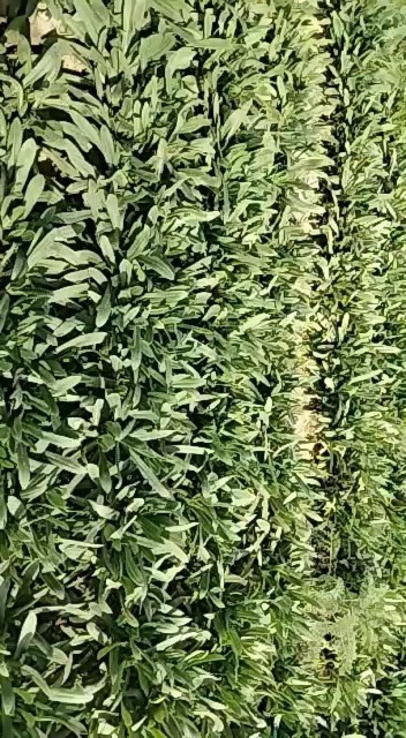 面条菜野菜量大质量好
