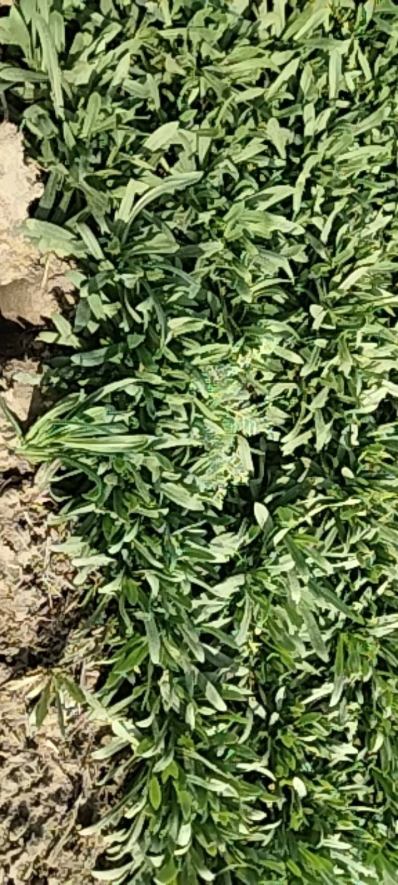 面条菜野菜量大质量好